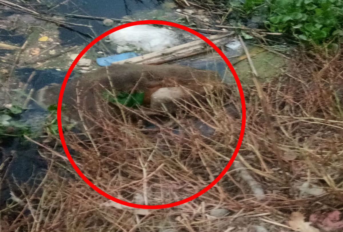 girl dead body dumped into canal after murder in agra