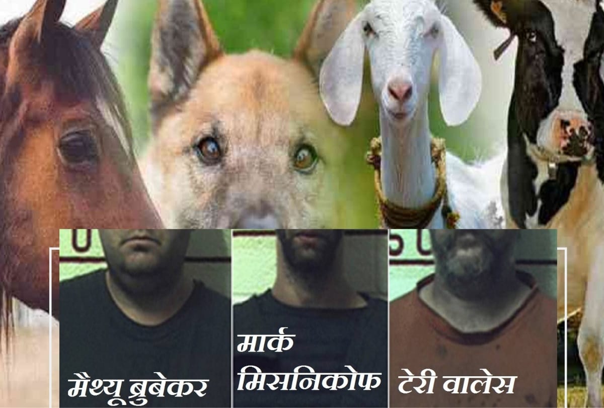 Three men jailed for intercourse with mare cow goat nine horses and unknown number of dogs Animals