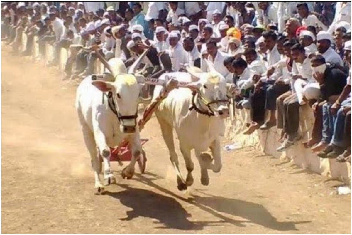 Lok Sabha Chunav 2019: In Marathwada Bailgada sports is also an election issue