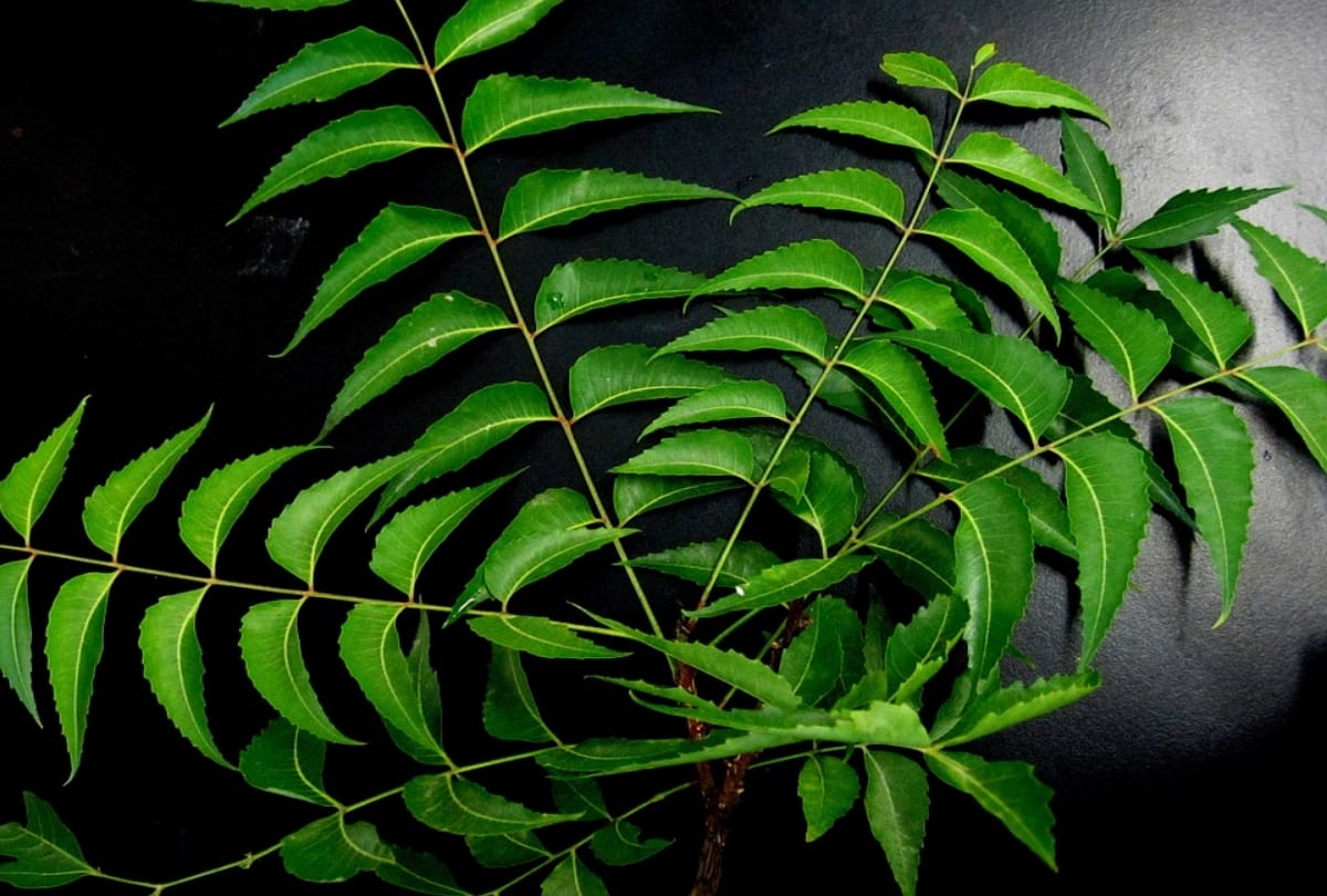 8 effective must try natural repellent for mosquito