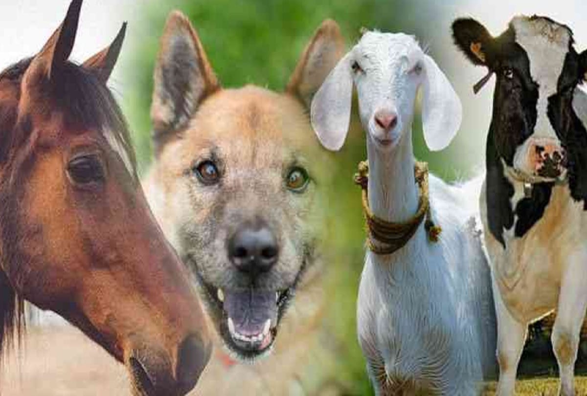 Three men jailed for intercourse with mare cow goat nine horses and unknown number of dogs Animals