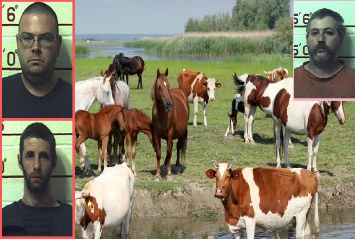 Three men jailed for intercourse with mare cow goat nine horses and unknown number of dogs Animals