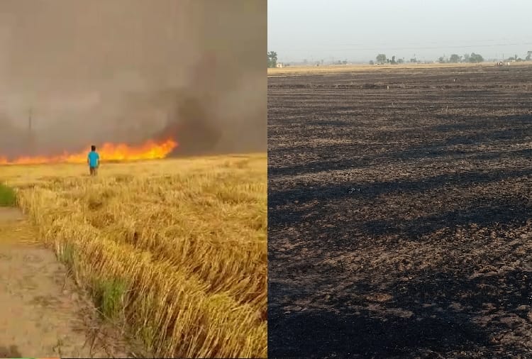 Fire in the field of Punjab, hundreds of acres of wheat crop burnt