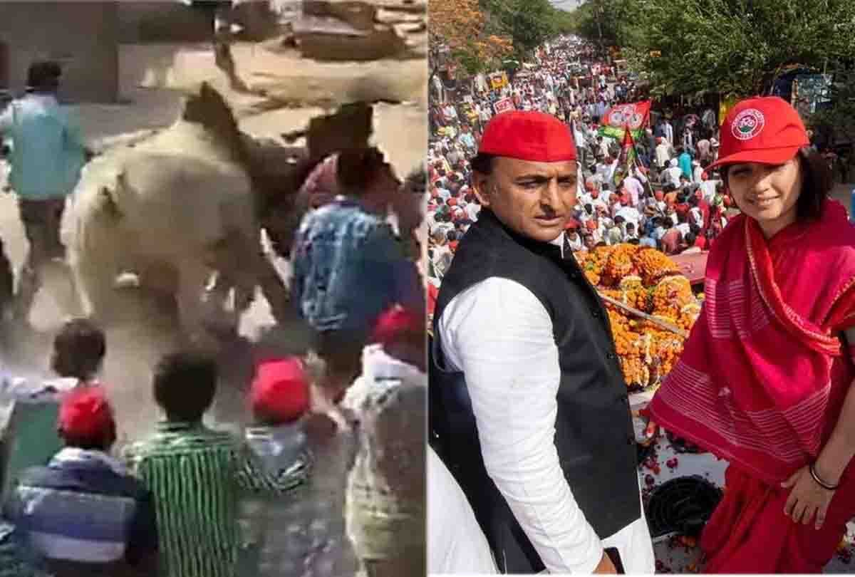 bull entered in akhilesh dimple road show in lok sabha election 2019