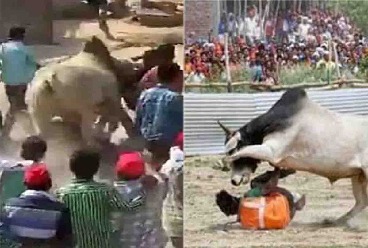 bull entered in akhilesh dimple road show in lok sabha election 2019