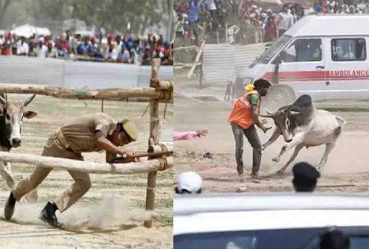 bull entered in akhilesh dimple road show in lok sabha election 2019