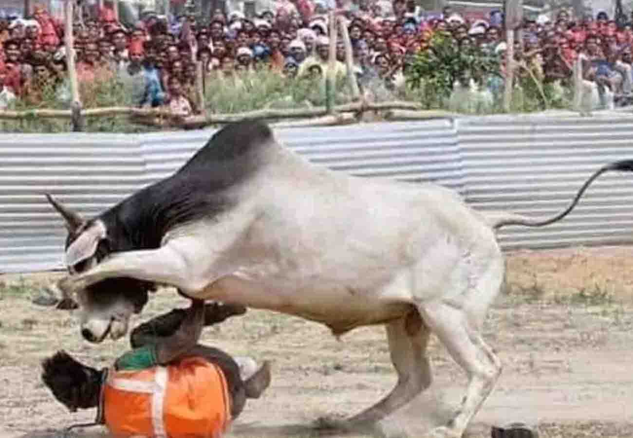 bull reached in 5th phase of election in a polling center