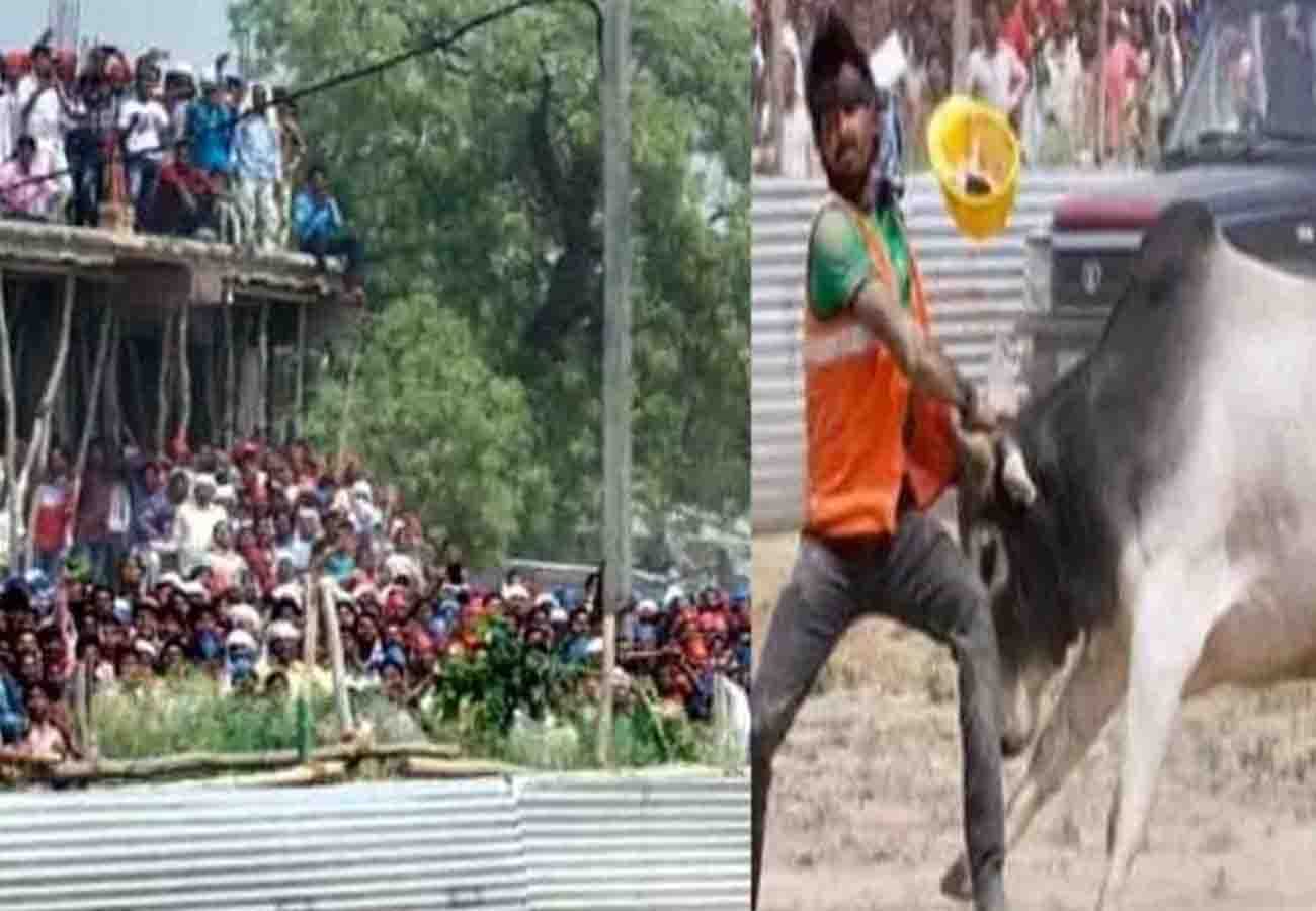 bull entered in akhilesh yadav mayawati rally in kannauj lok sabha election 2019