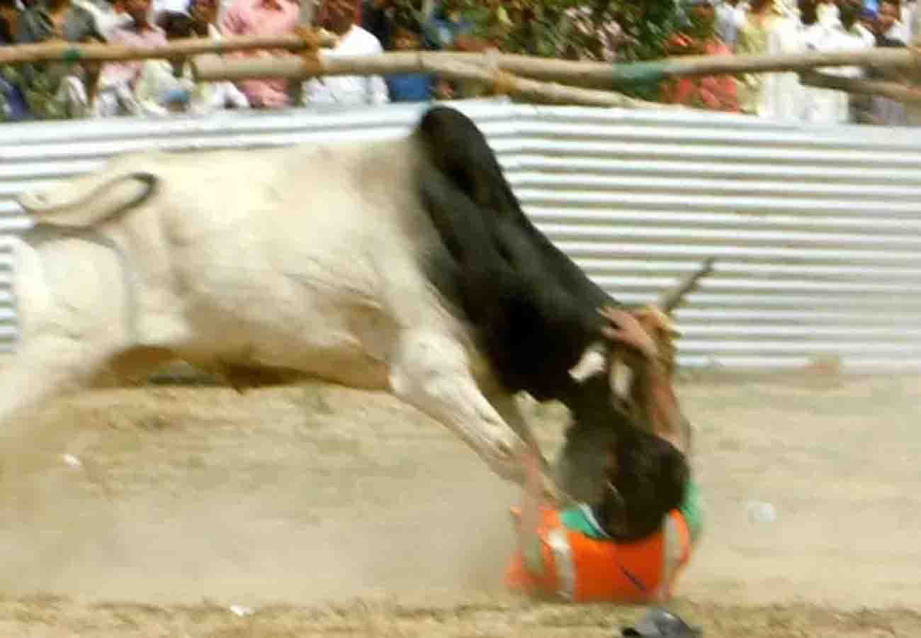 bull entered in akhilesh yadav mayawati rally in kannauj lok sabha election 2019