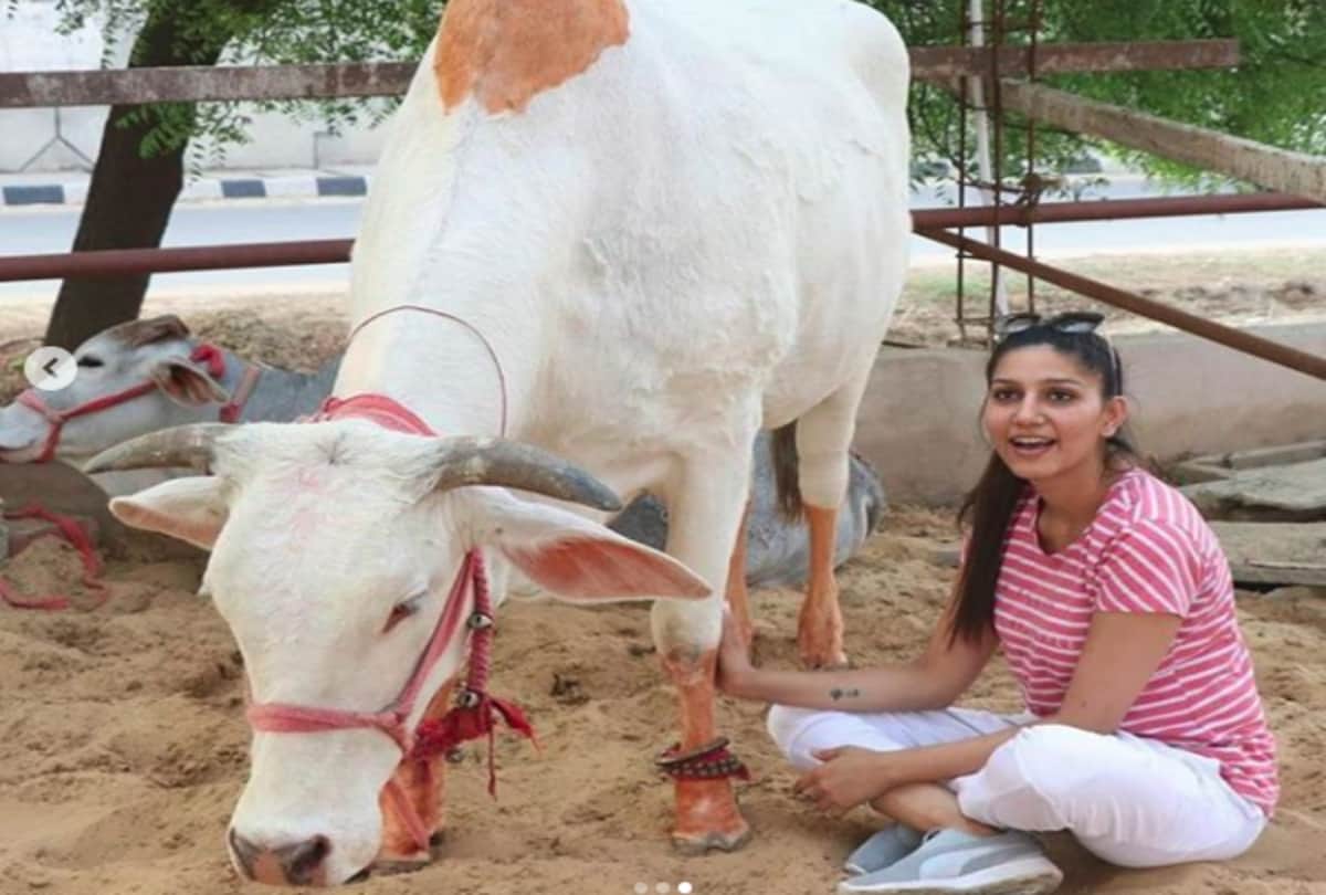 Sapna Chaudhary shared photo with cow in instagram