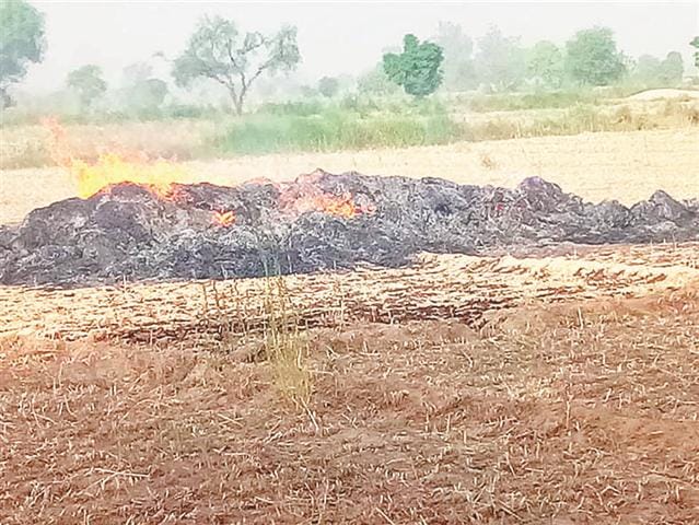 Many bigha wheat crop in the fire