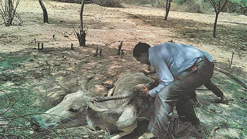 Five more cattle died in temporary gaushala