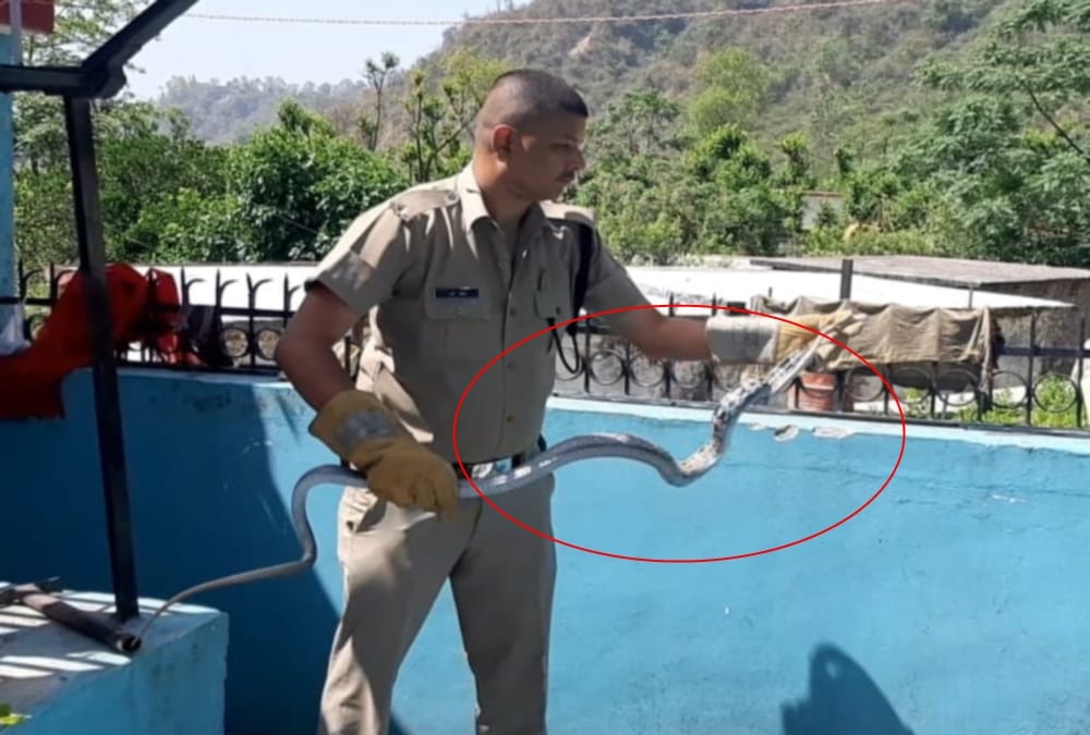 Two giant poisonous snake found in house rescue dehradun photos
