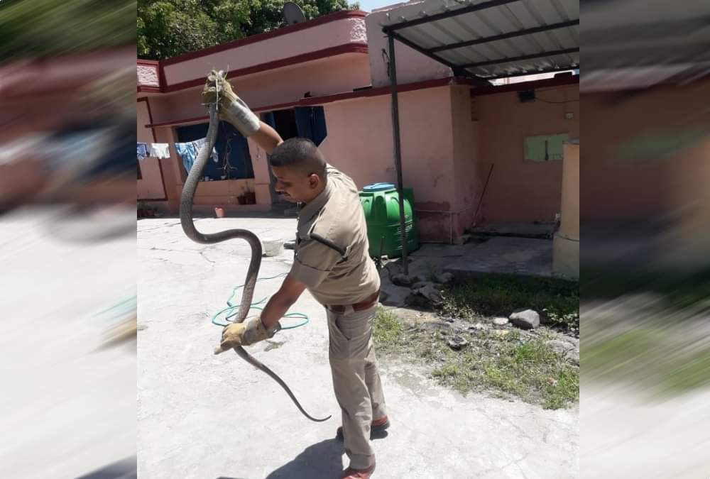Two giant poisonous snake found in house rescue dehradun photos