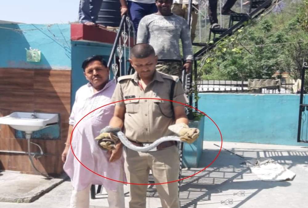 Two giant poisonous snake found in house rescue dehradun photos