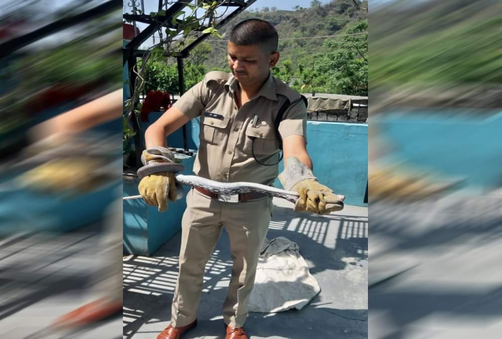 Two giant poisonous snake found in house rescue dehradun photos