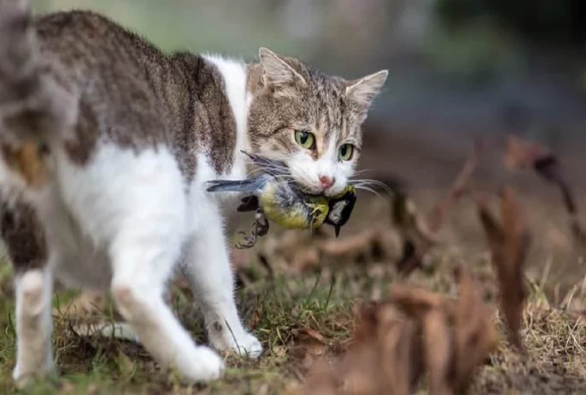 Australian government Planning To Kill 2 Million Feral Cats By Airdropping poisoned sausages