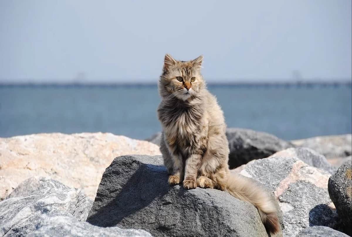 Australian government Planning To Kill 2 Million Feral Cats By Airdropping poisoned sausages