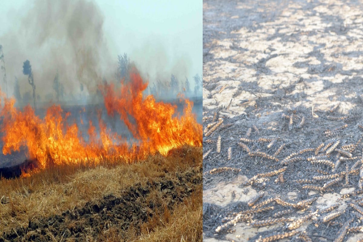 Hundreds bigha wheat crop got fired after spark in High Tension line in Meerut