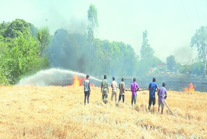 wheat crop reduced to ashes after fire broke out in fields kangra