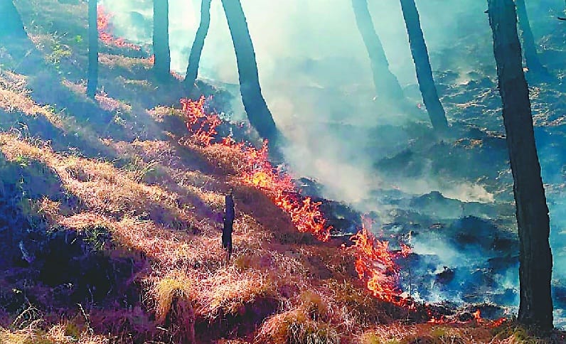Burn the OFC line with fire in the forest in Salt