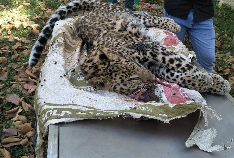 Leopard dies in road accident in Haryana