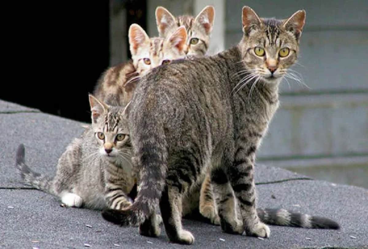 Australian government Planning To Kill 2 Million Feral Cats By Airdropping poisoned sausages