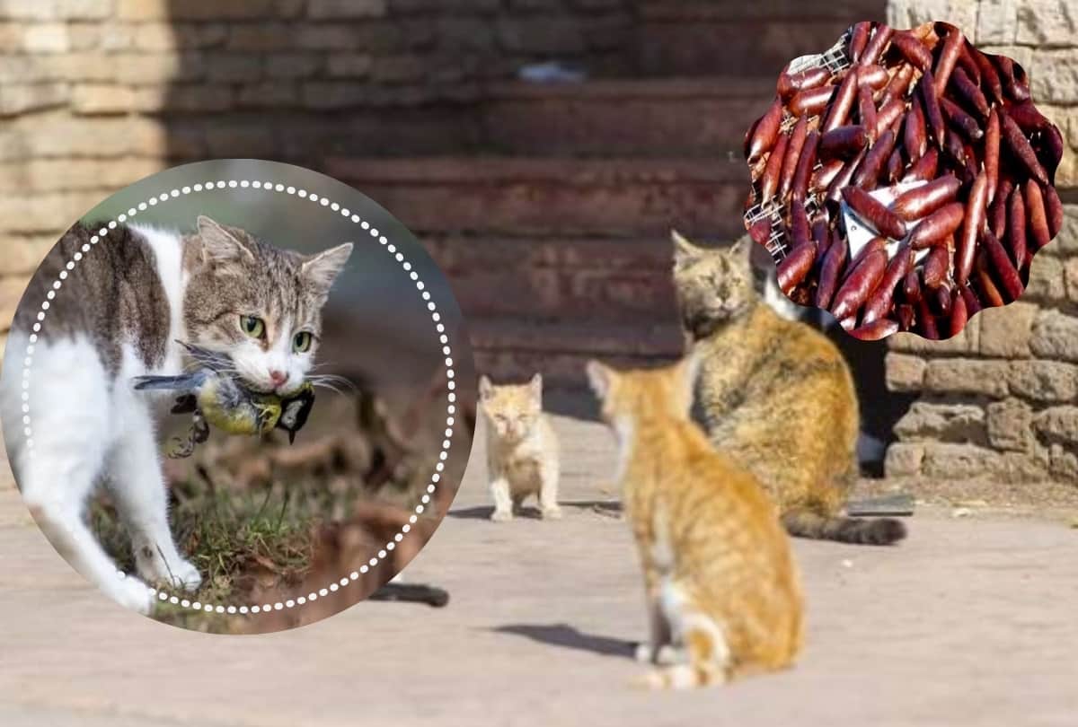 Australian government Planning To Kill 2 Million Feral Cats By Airdropping poisoned sausages