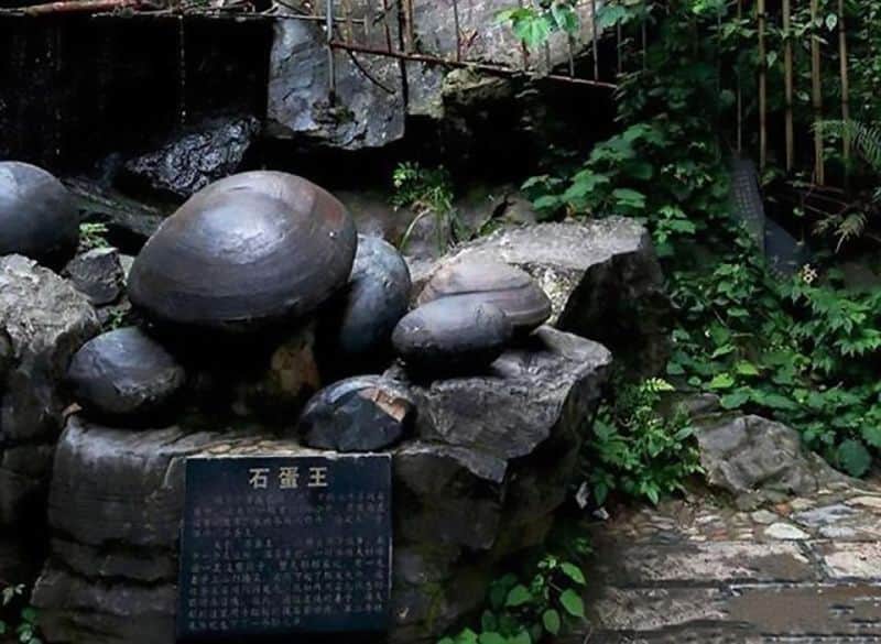 stone lays eggs in this country in every 30 years