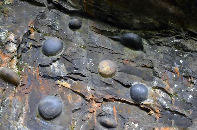 stone lays eggs in this country in every 30 years