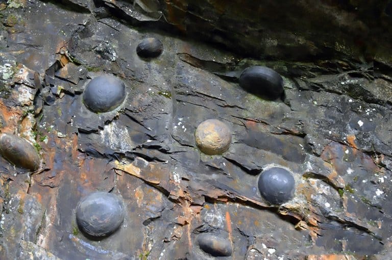 stone lays eggs in this country in every 30 years