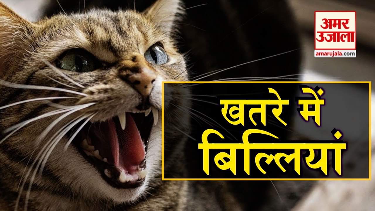 प्रतीकात्मक तस्वीर