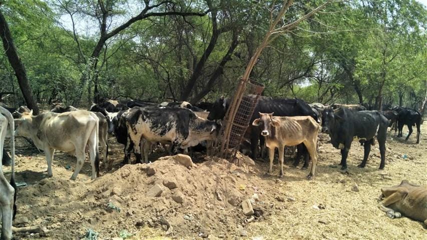 Where did the cow slaughter of cattle go off?