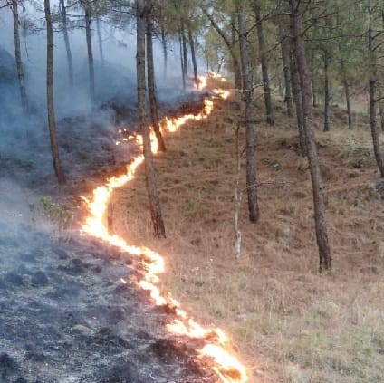 Flooding fire in forests of Salt Block, forest estate ash