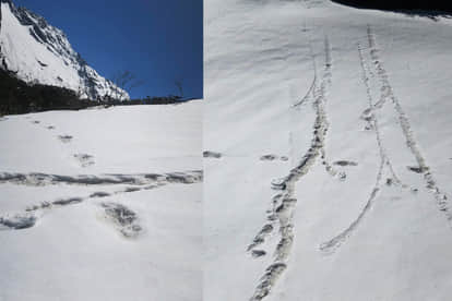 येती के पैरों के निशान