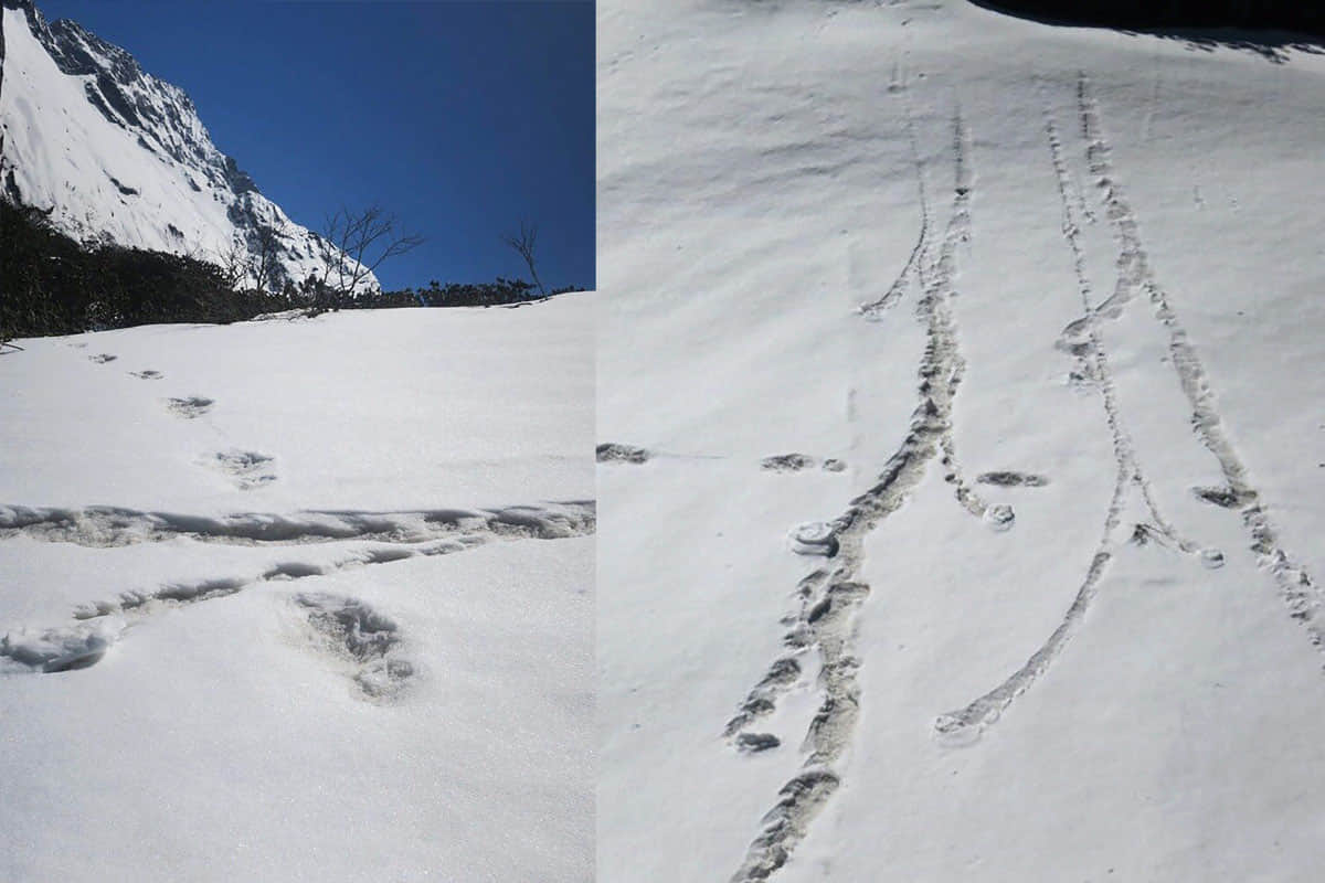 indian army found himalayan mystery yeti footprints in snow know everything