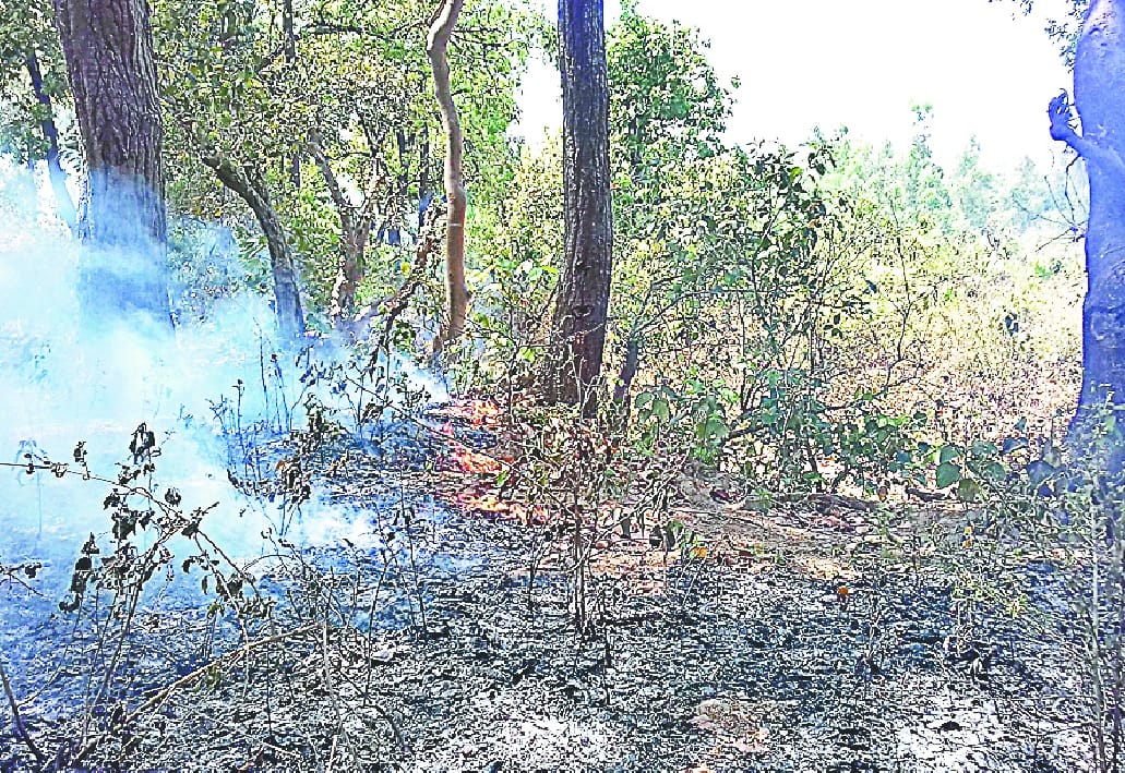 The heavy fire in the forests of Sahuwala range in Harevali.
