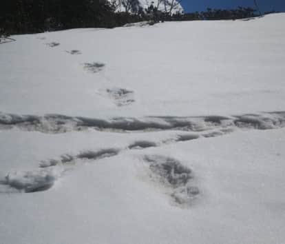 हिममानव येती के पैरों की तस्वीरें