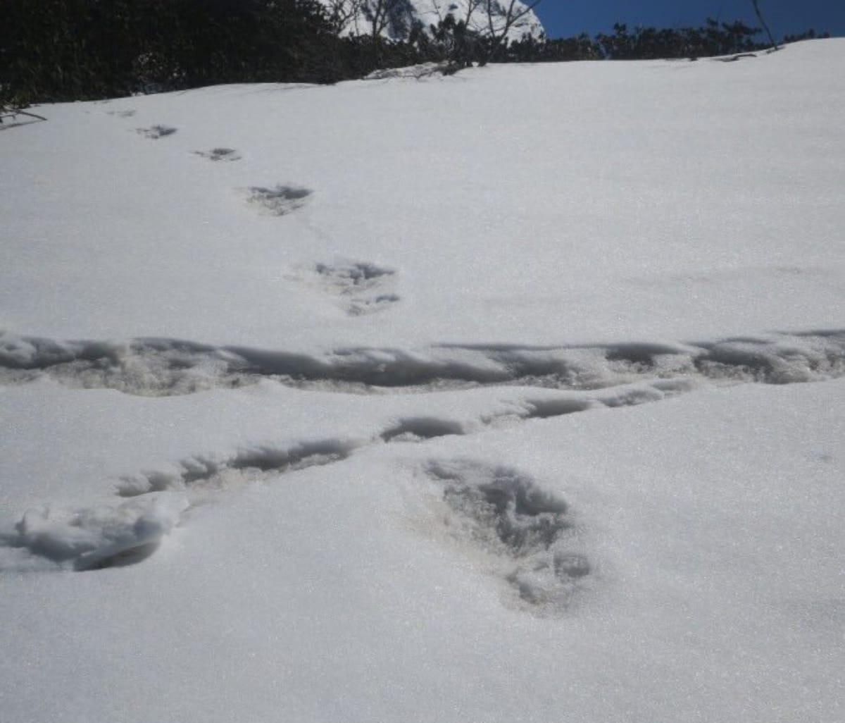 Nepal says Bears are footprints not Yati