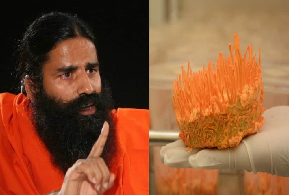 Very Expensive kira jadi herb Planting in baba ramdev patanjali yogpeeth