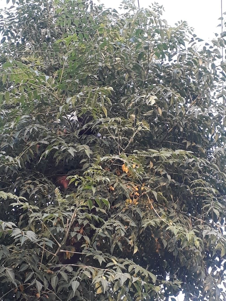 आम तोड़ने पेड़ पर चढ़े बालक की करंट से मौत