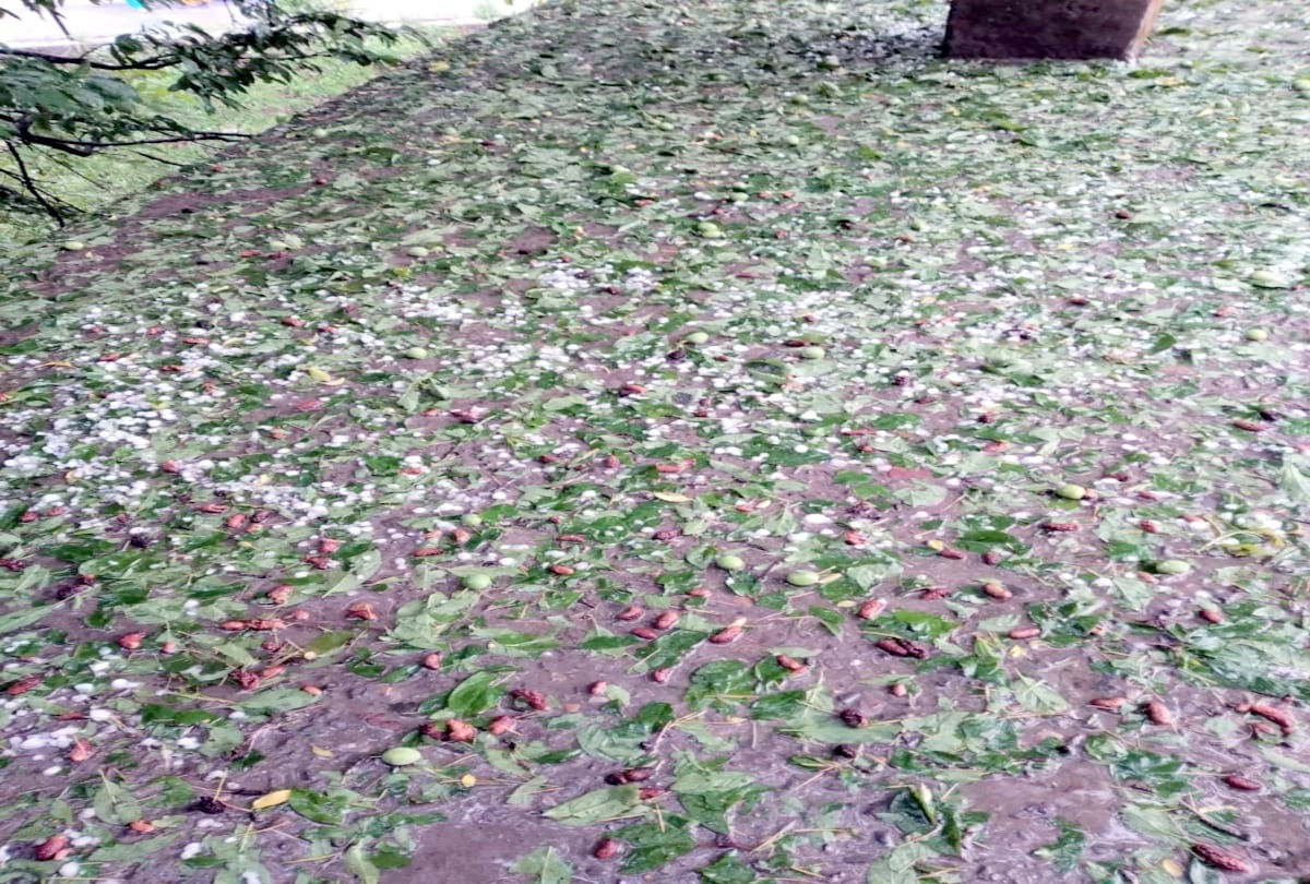 Heavy rain with hail storm damaging mango blossoms and other crops of farmers