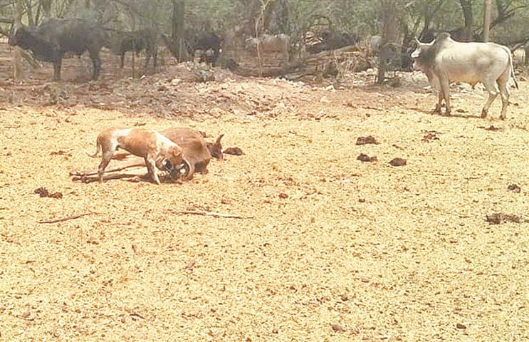 Badhali: The body of a cow hooded by the vagabond dog