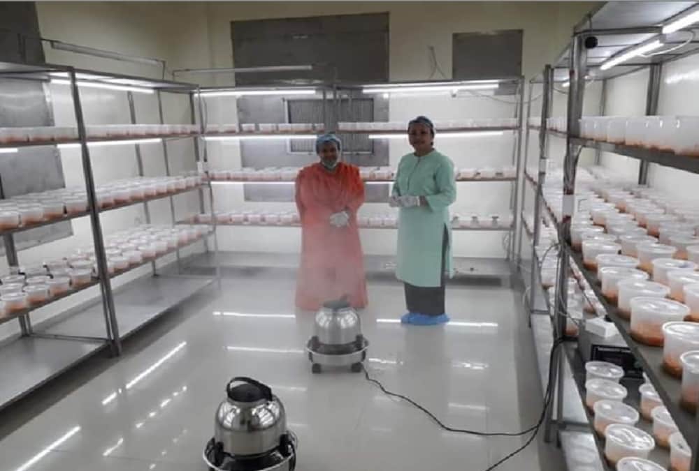 Very Expensive kira jadi herb Planting in baba ramdev patanjali yogpeeth