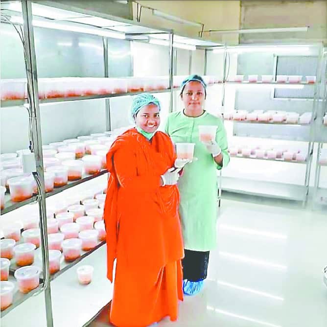 Very Expensive kira jadi herb Planting in baba ramdev patanjali yogpeeth