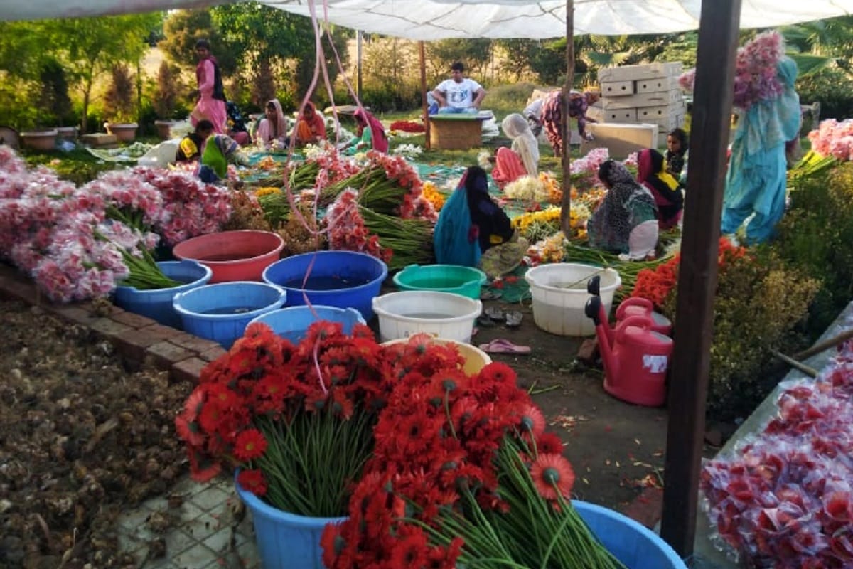 two man from saharanpur is earning a good income by growing Flower in polyhouse