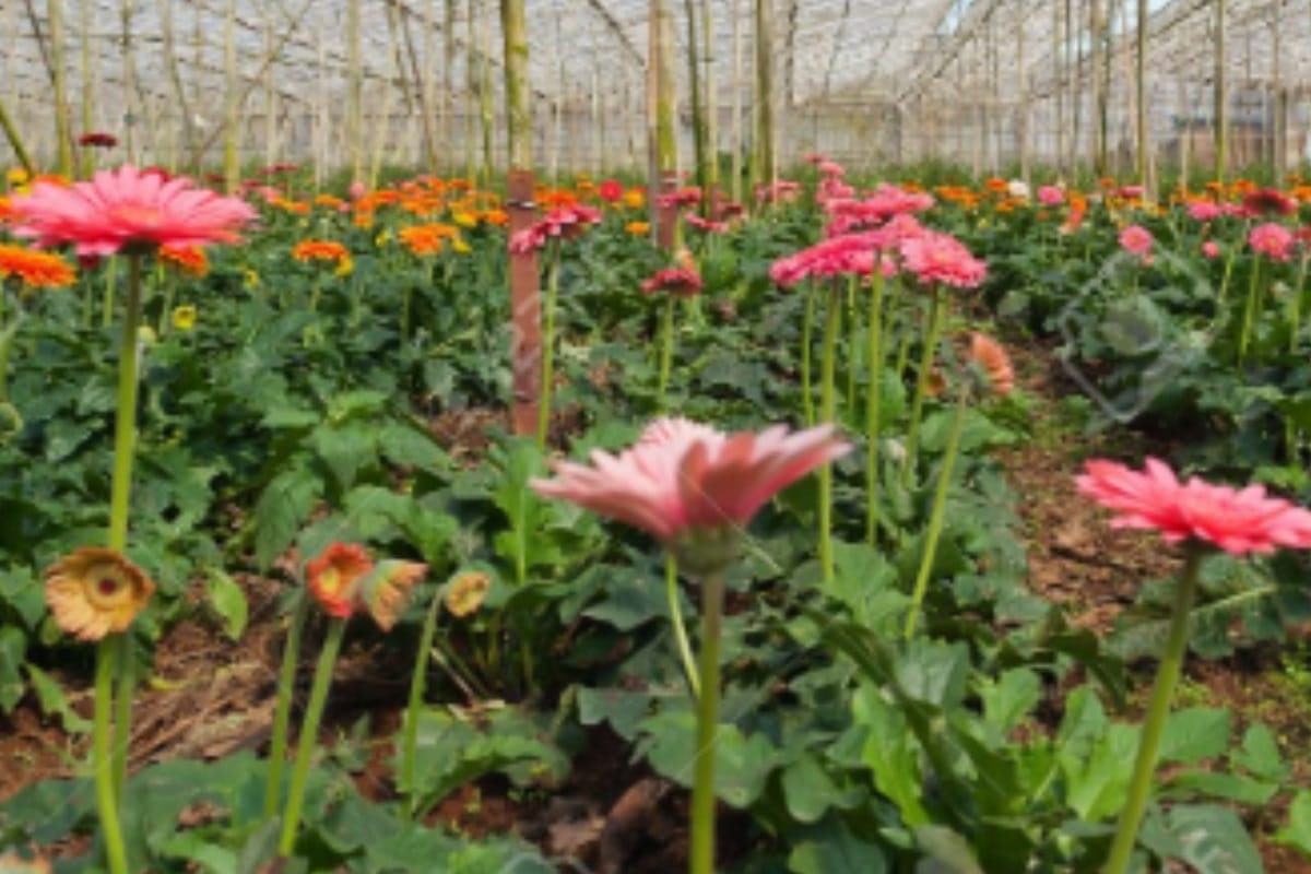 two man from saharanpur is earning a good income by growing Flower in polyhouse