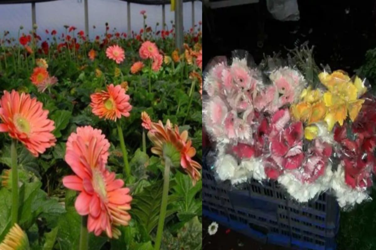 two man from saharanpur is earning a good income by growing Flower in polyhouse
