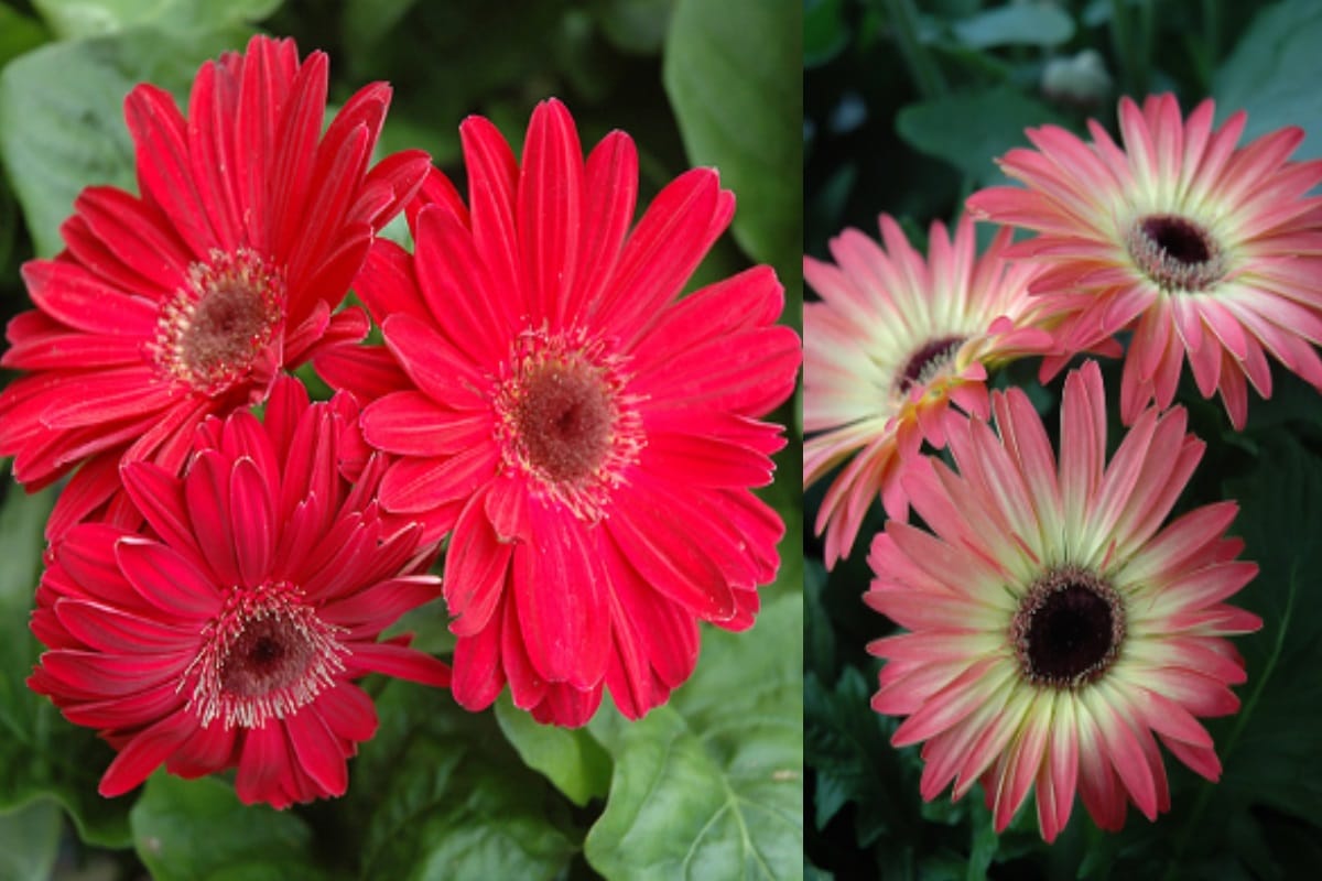 two man from saharanpur is earning a good income by growing Flower in polyhouse