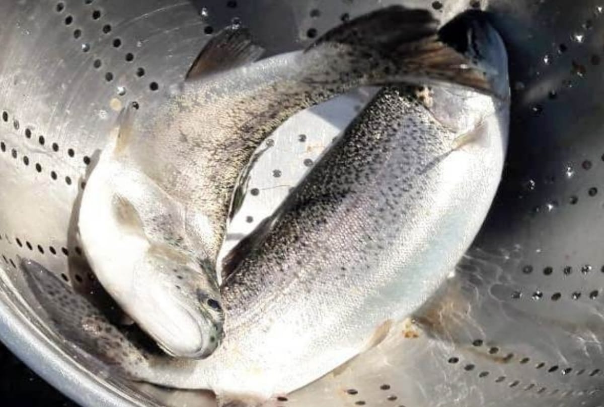trout fish production in kol dam bilaspur himachal pradesh
